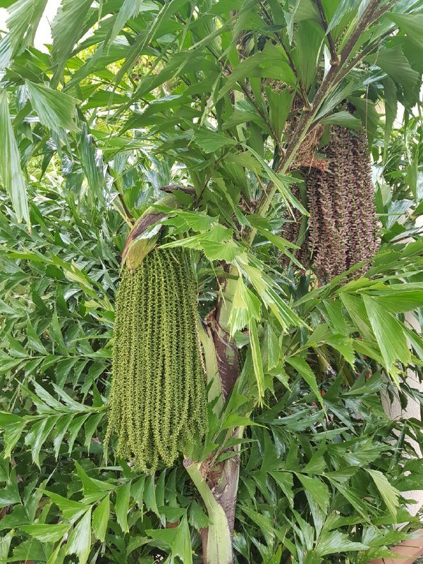 Вот такая тропическая красота.