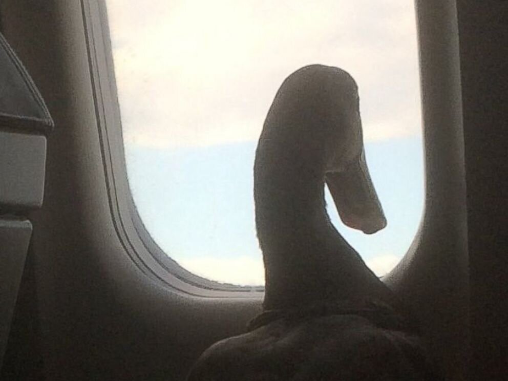 Утка в самолёте. Фото из открытого источника