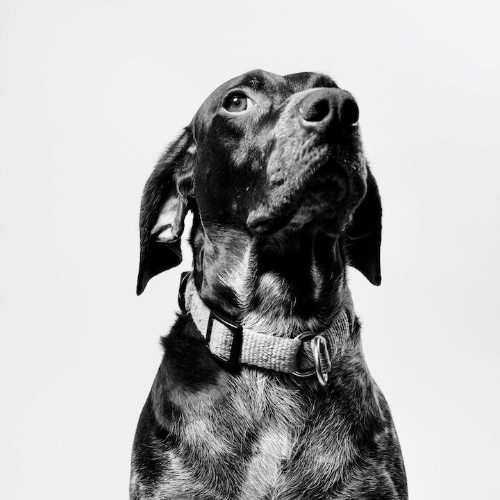 Скука у собак