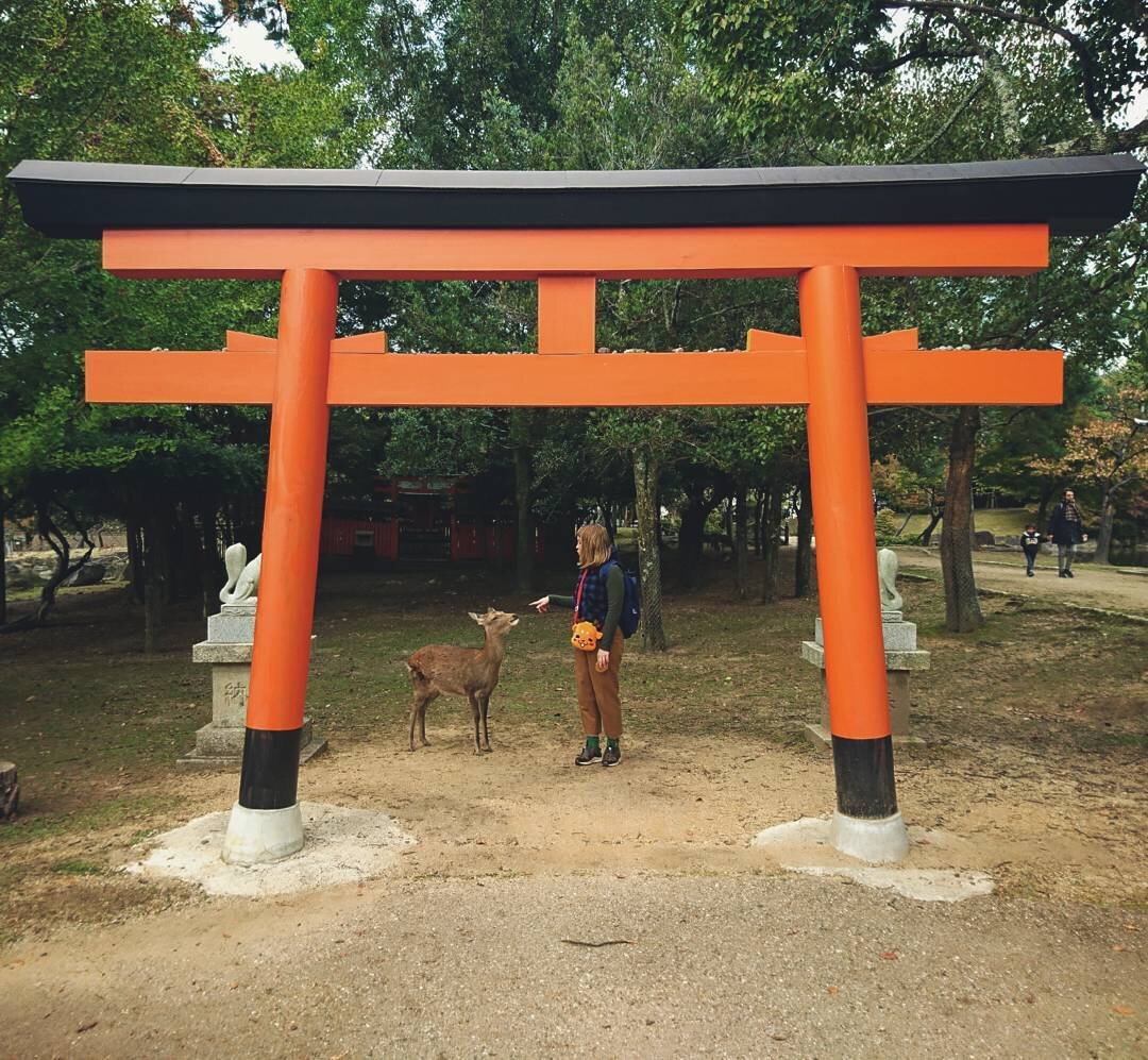 Нара. Я говорю оленю, что он плохо себя вёл и не получит печенье