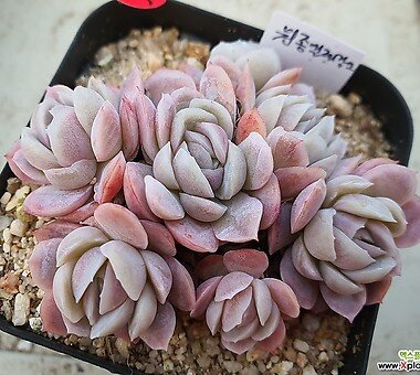 Echeveria elegans, одна из самых распространенных у нас в магазинах  эхеверия, у корейцев выглядит совершенно космически