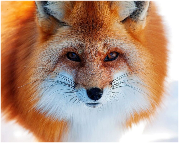 Зимняя шубка делает Лисичку невероятно привлекательной. Фото из открытых источников.