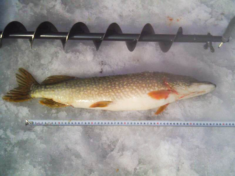 Фото "Алтайский Рыболовный Клуб"