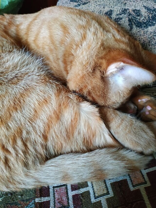 Хорошо быть котиком - ешь да спи, никаких планов