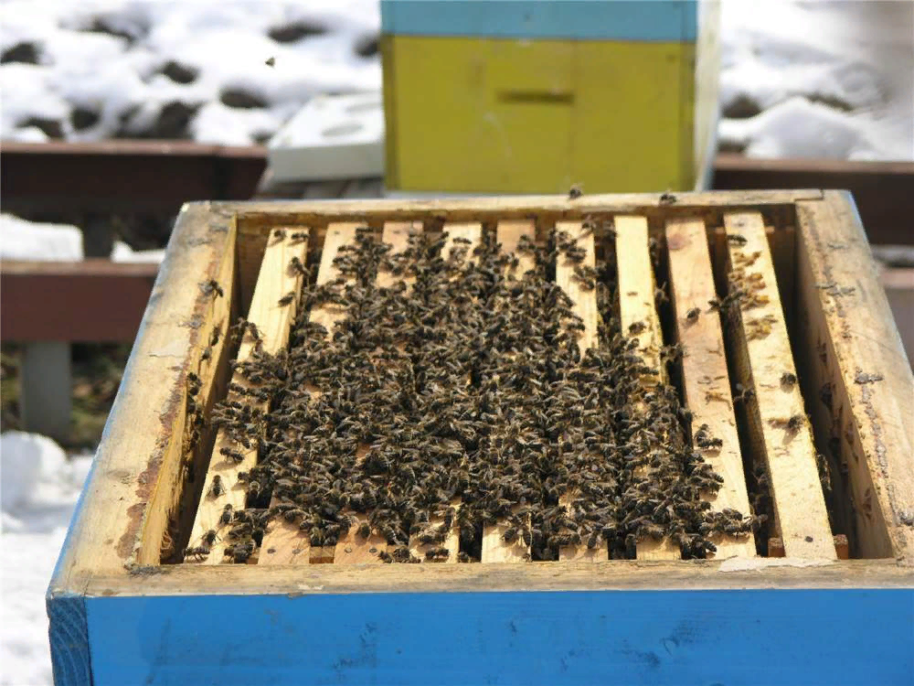 Купить пчел мордовия. Пчеломатки 2023. Пчелопакеты пчелы. Пчелы в улье зимой. Пчелопакеты рамки.