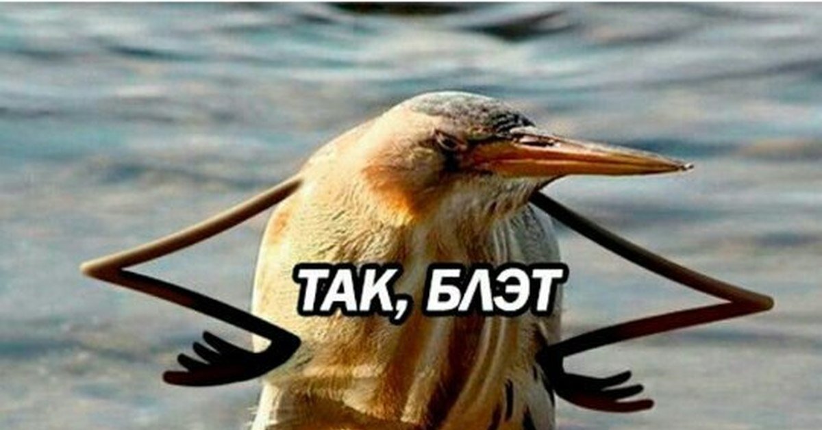 Руки в боки мем. Так блэт. Так блэт Мем. Птичка блэт. Так блэт птичка Мем