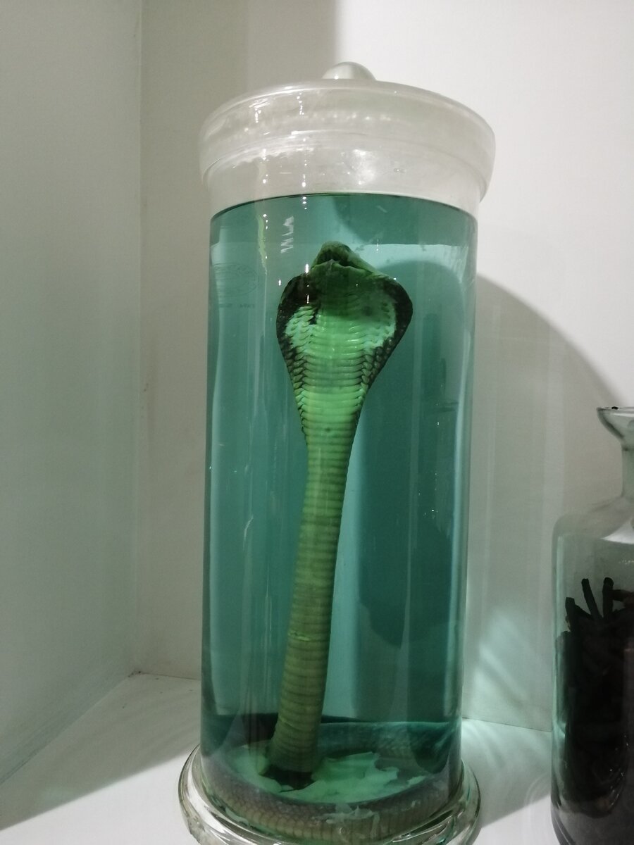 Заспиртованная кобра в магазине