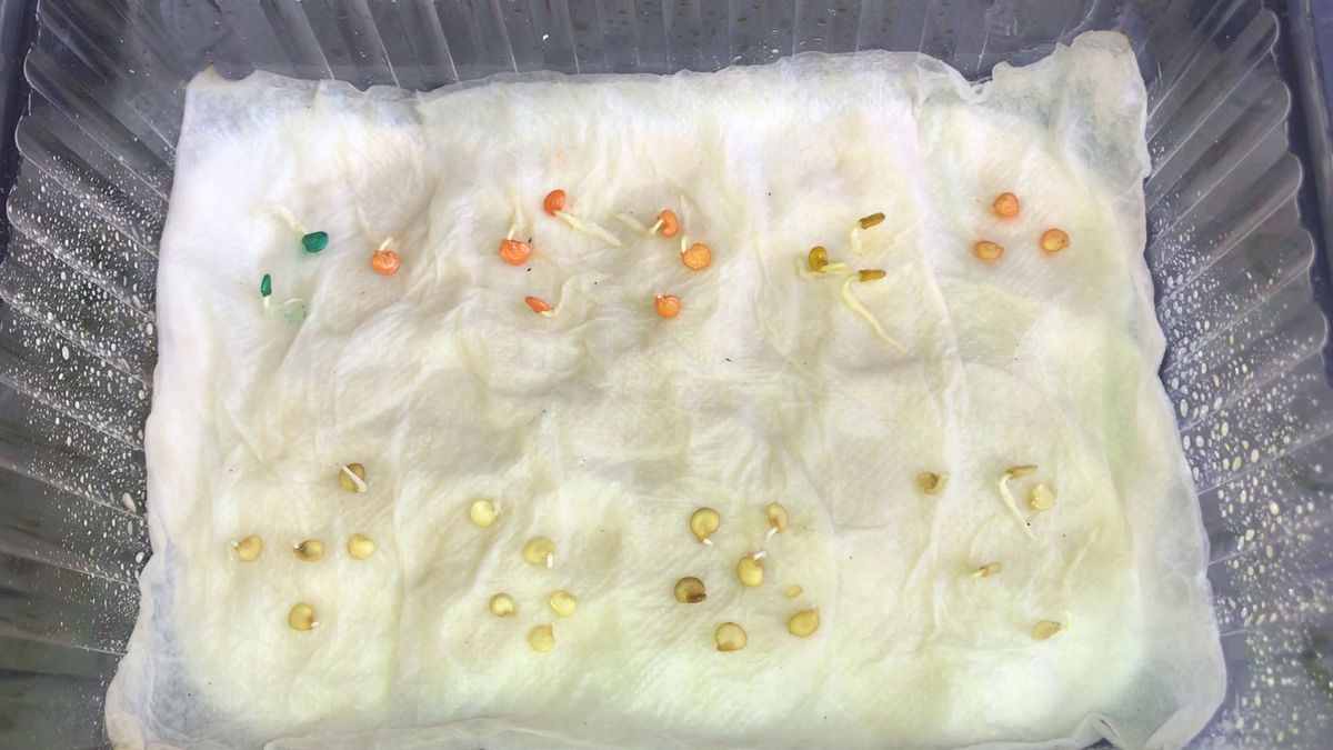 Семена проснулись!