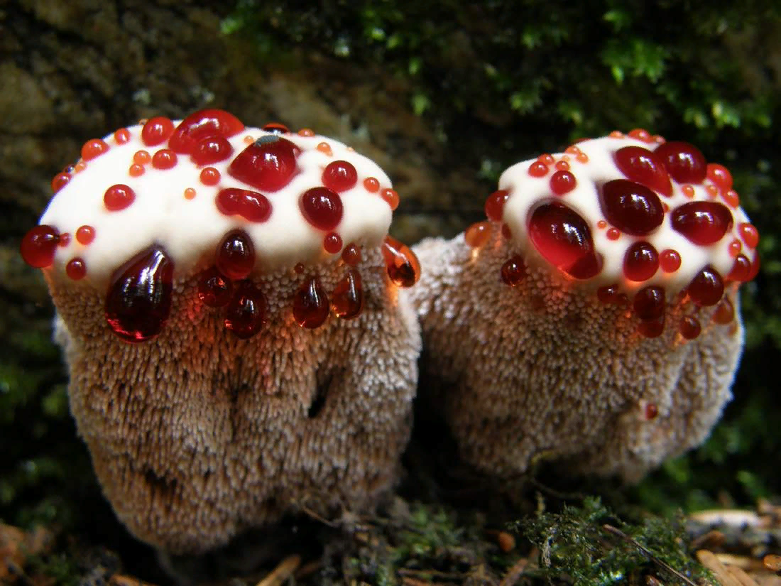 Tumblr Stuffed mushrooms, Fungi, Slime mould