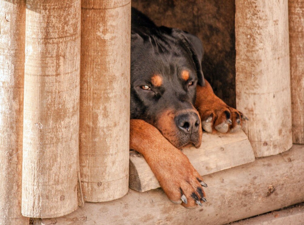 1. Все мечтают о своём доме
