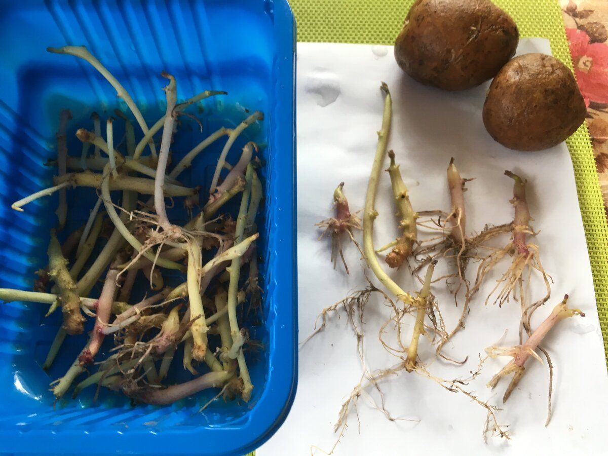 Картошка ростками вниз или вверх. Рассада картофеля из семян. Посадка картофеля из ростков. Картофель рассада выращивание.