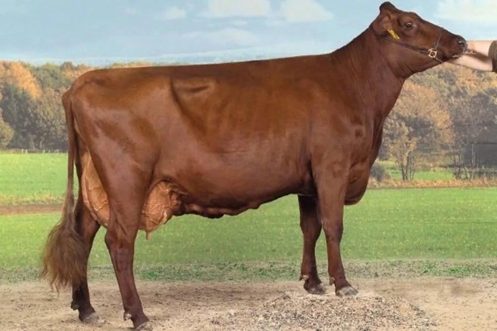 
Эта порода родом из Германии. Ее характеристики включают в себя особенности ангельнов и шортгорнов. Первые имеют хорошую молочную продуктивность, а вторые предназначены для мясного направления.