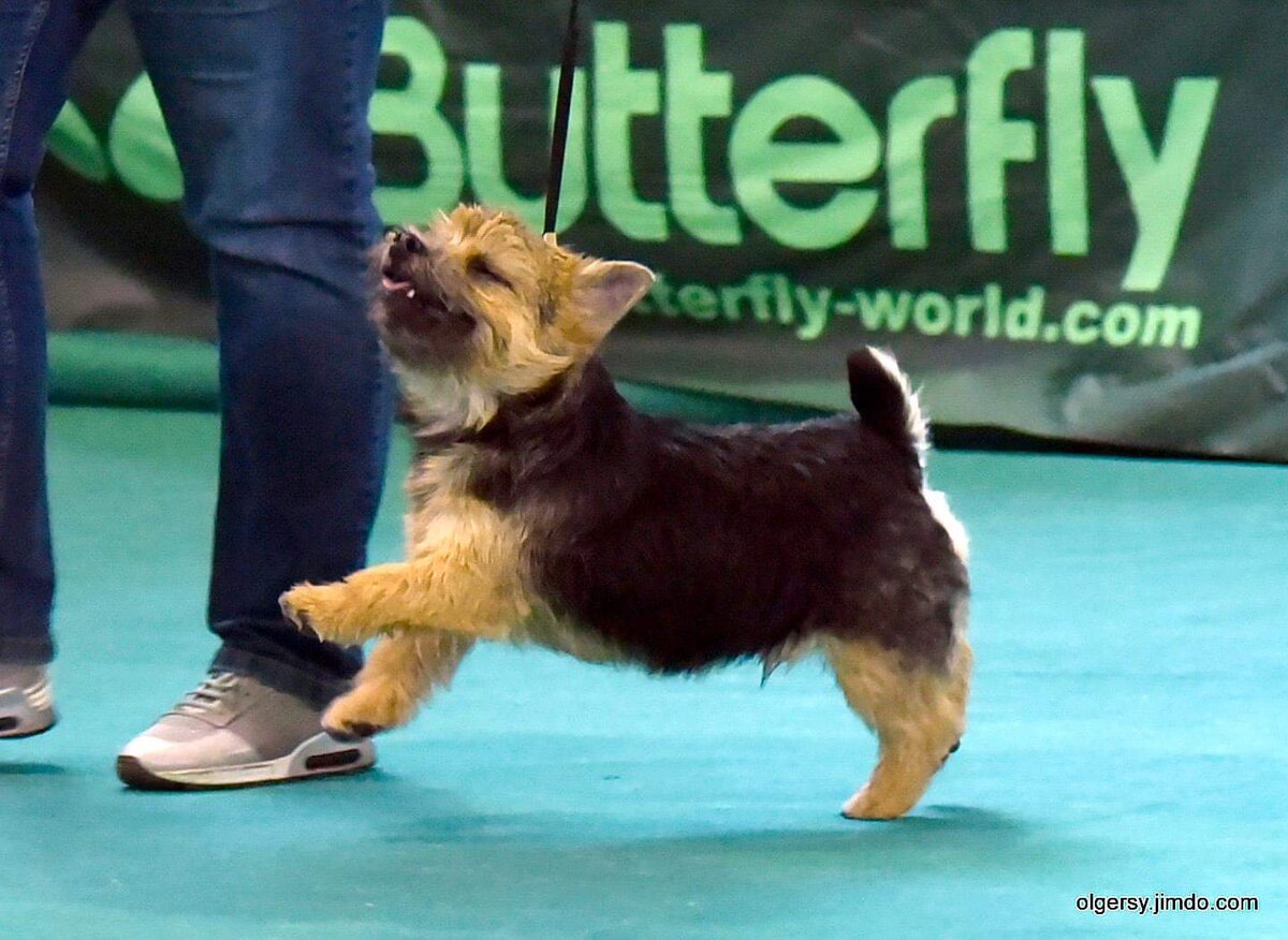 Норвич. Фото автора