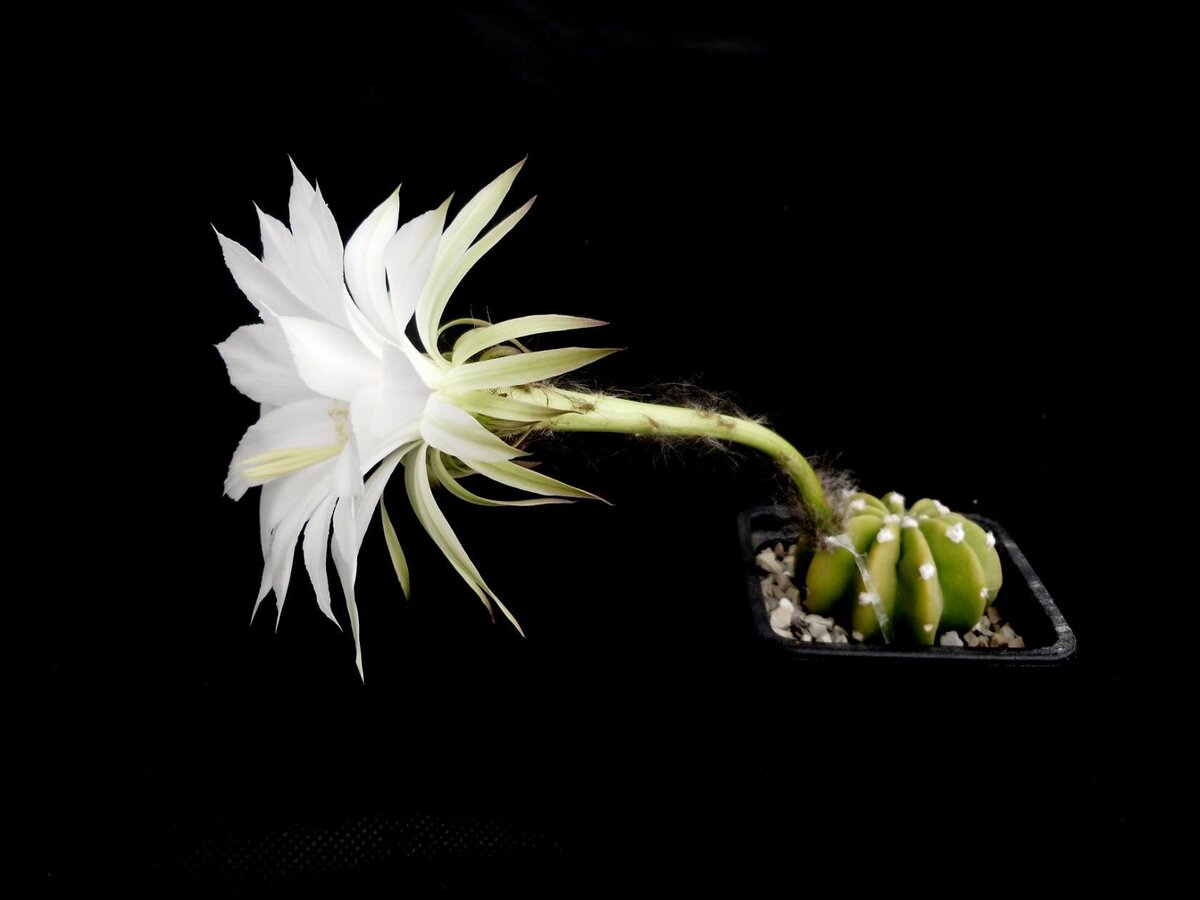 Echinopsis subdenudata