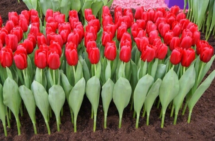 Плюс ко всему при таком выращивании тюльпаны очень красиво смотрятся