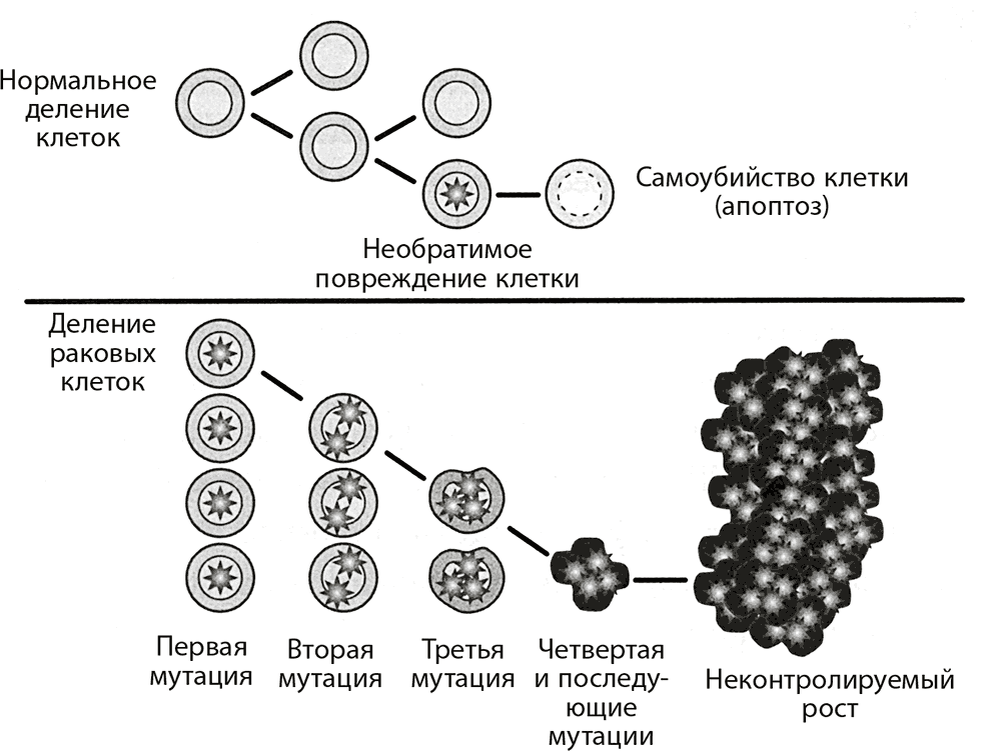 Схема образования раковых опухолей. 