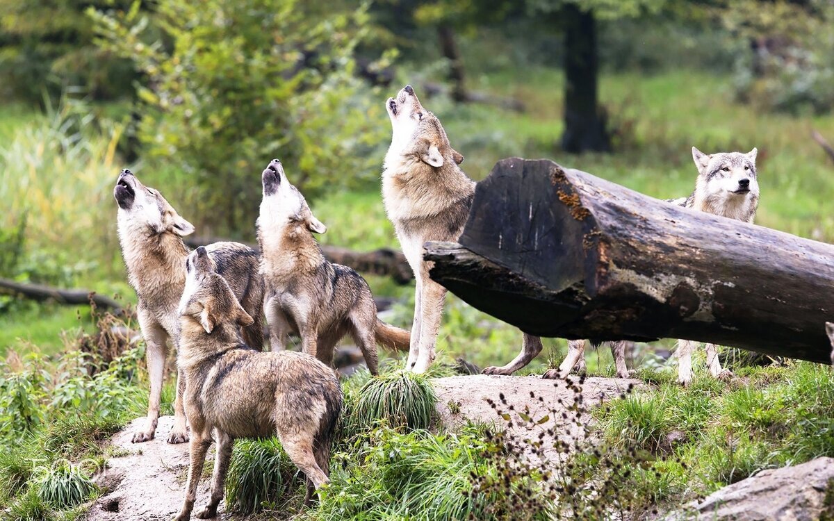 Волки. Яндекс.картинки