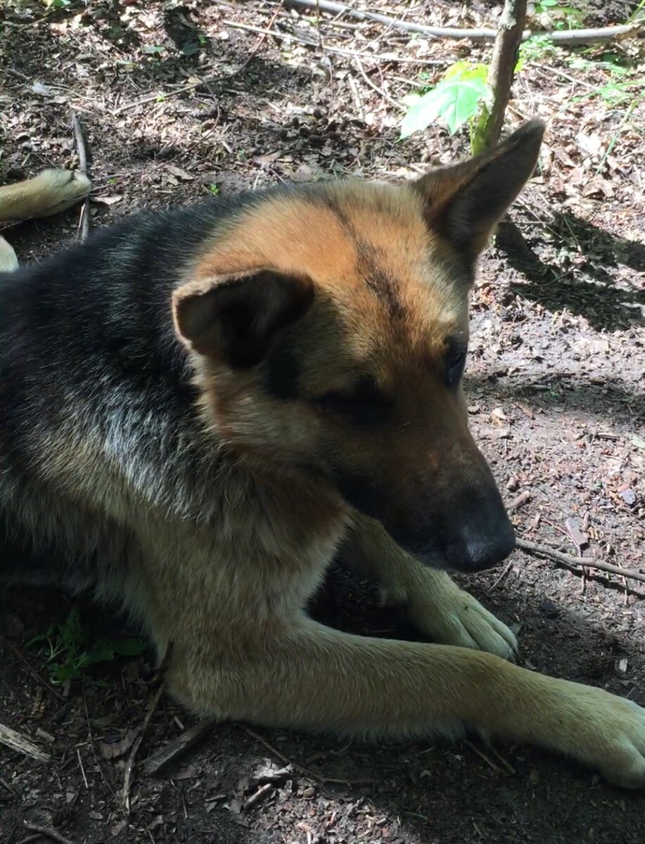 Вот он - дворняга Рекс.