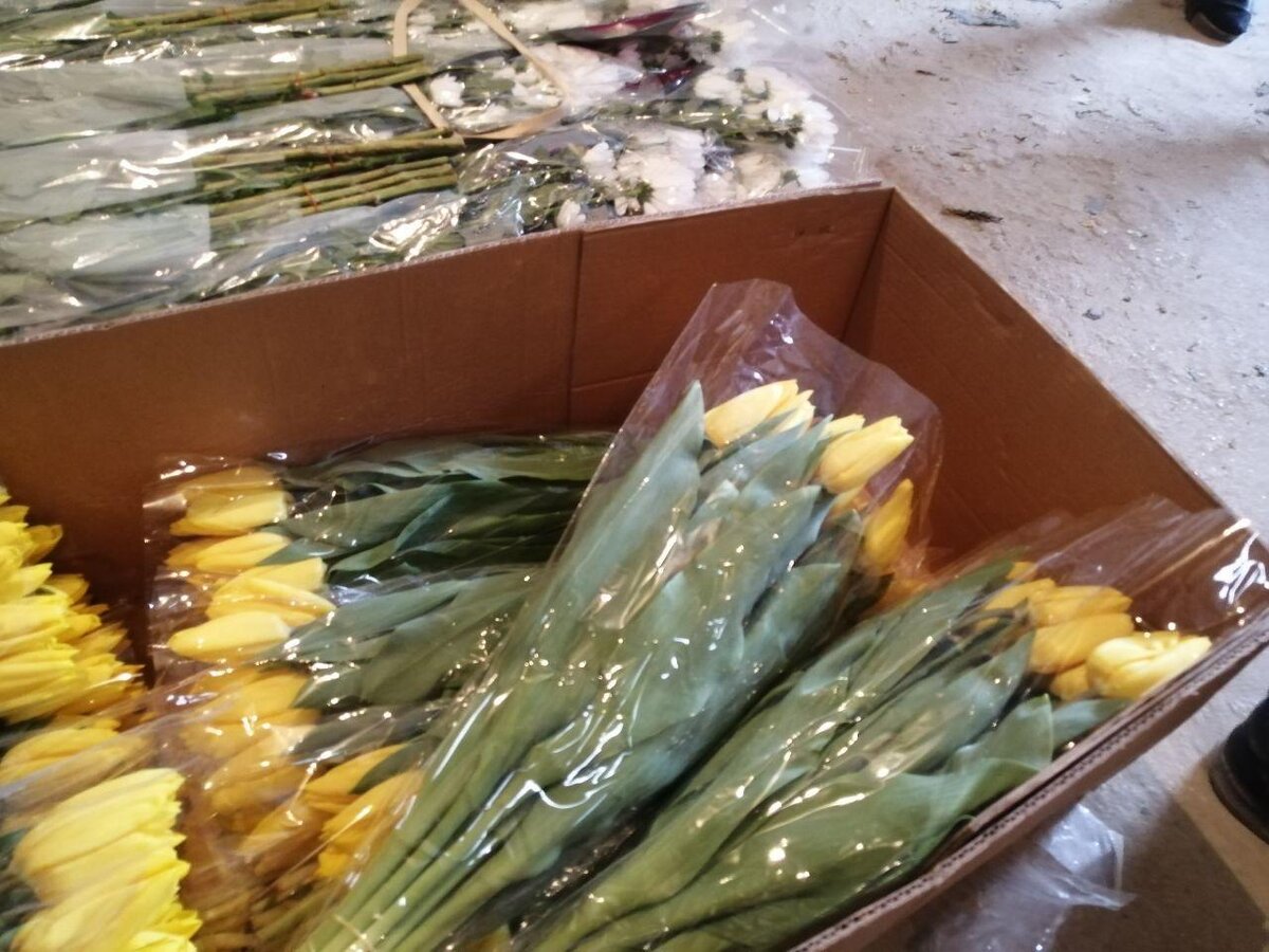 Желтые тюльпаны закупка