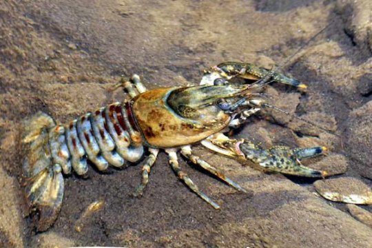 Линька ракообразных в условиях аквариума