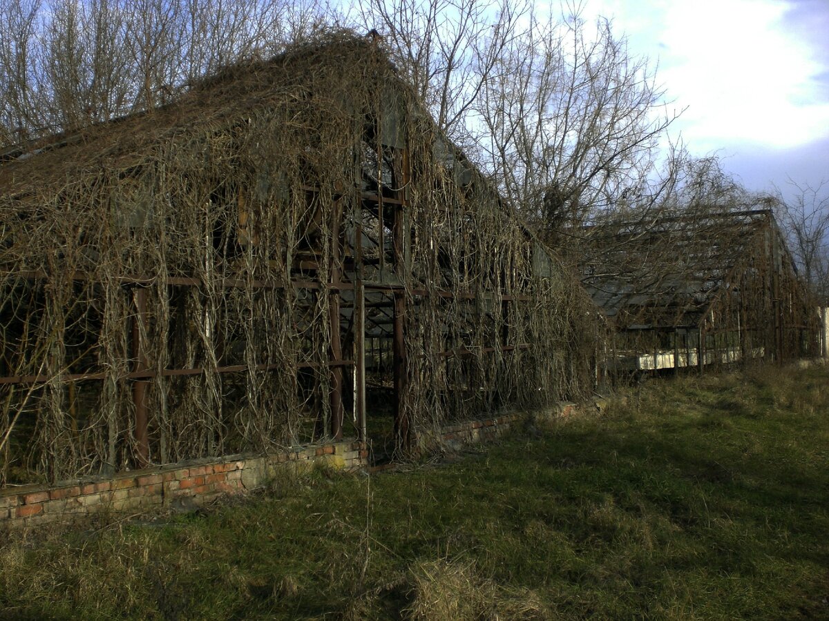 Фото Яндекс. Картинки