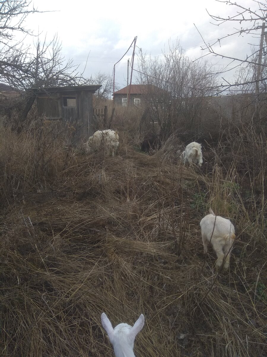 Второй день на пасбищне