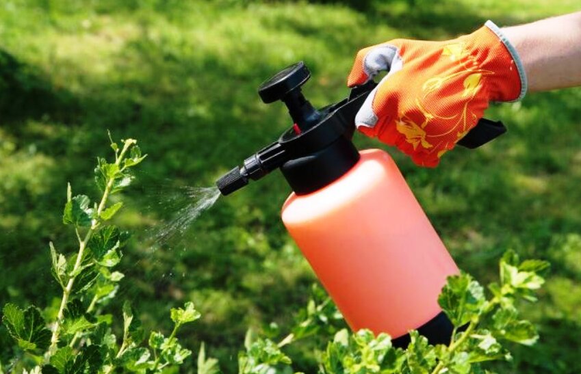 Опрыскивание растений