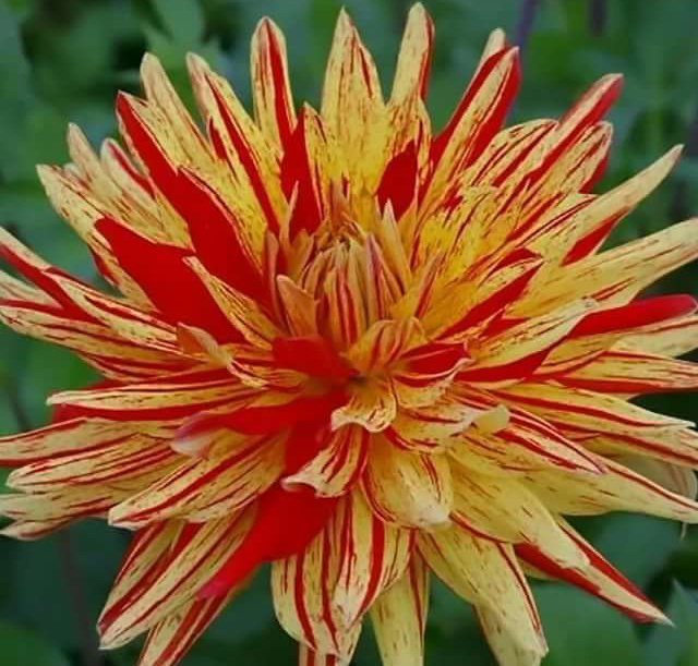 Георгина Вулкан