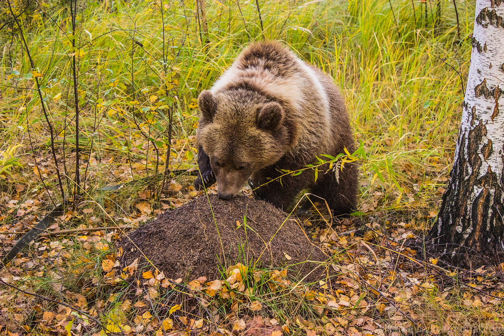 Питание медведя. Медведь ест муравьев. Бурый медведь ест мед. Бурый медведь ест Муравейник. Медведь Муравейник.
