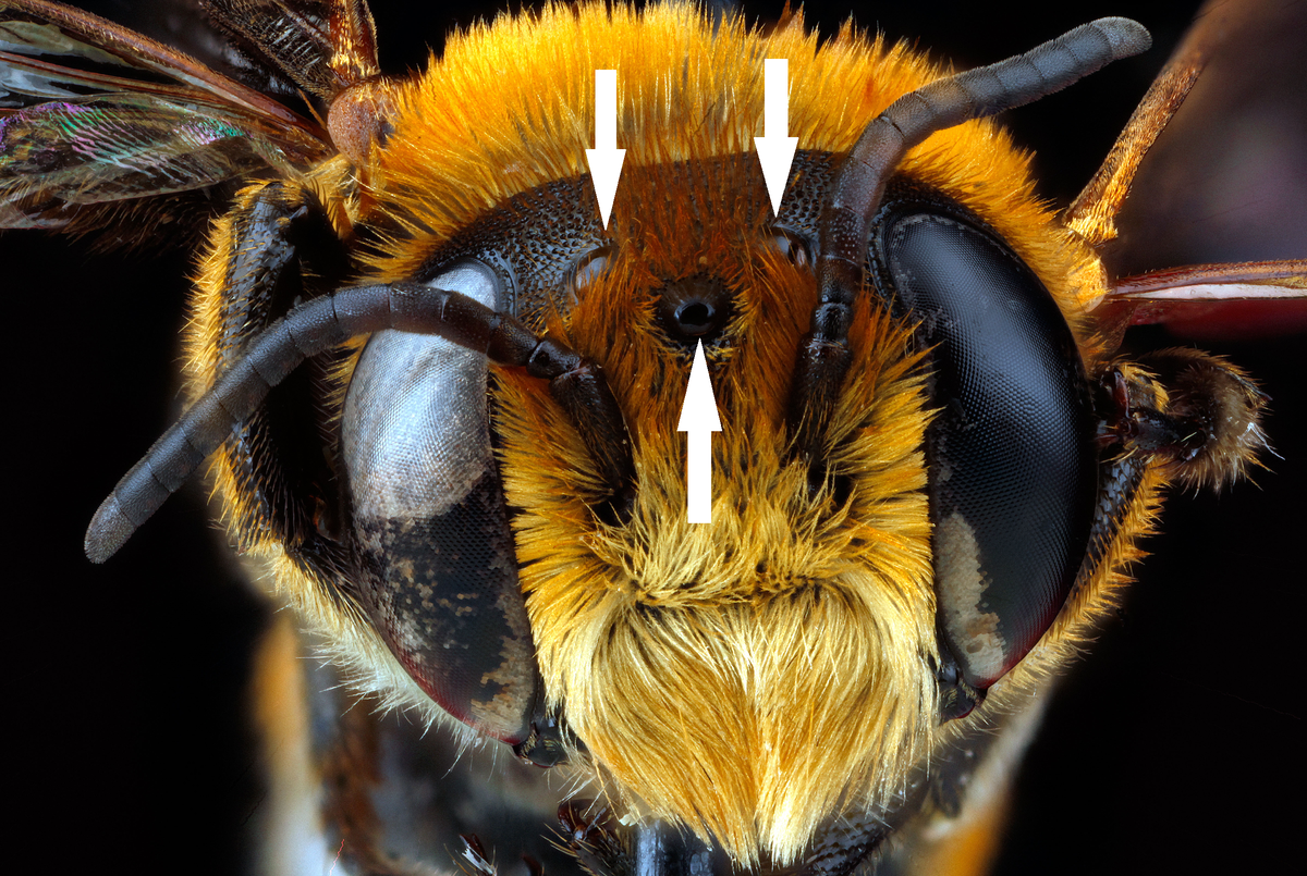 Глаза медоносной пчелы. Строение глаза пчелы. Глаза шмеля. Голова пчелы.