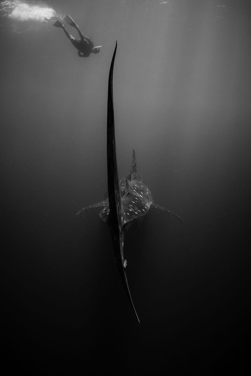 2016 National Geographic Nature Photographer of the Year Winners