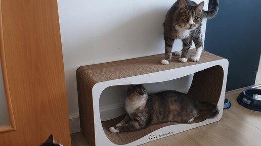 Как справиться с агрессивной кошкой: полезные советы и рекомендации