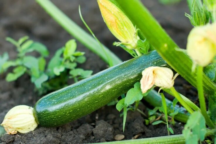 Источник фото: https://yandex.by/collections/card/5c18f8a0722214006748a74a/