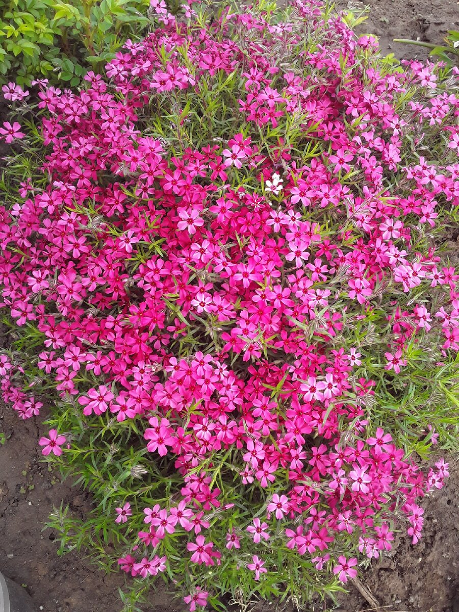 Флокс шиловидный, сорт McDaniel's Cushion