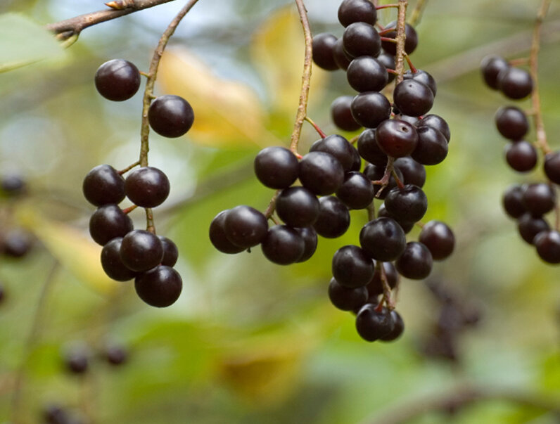 Взято из Яндекс картинок