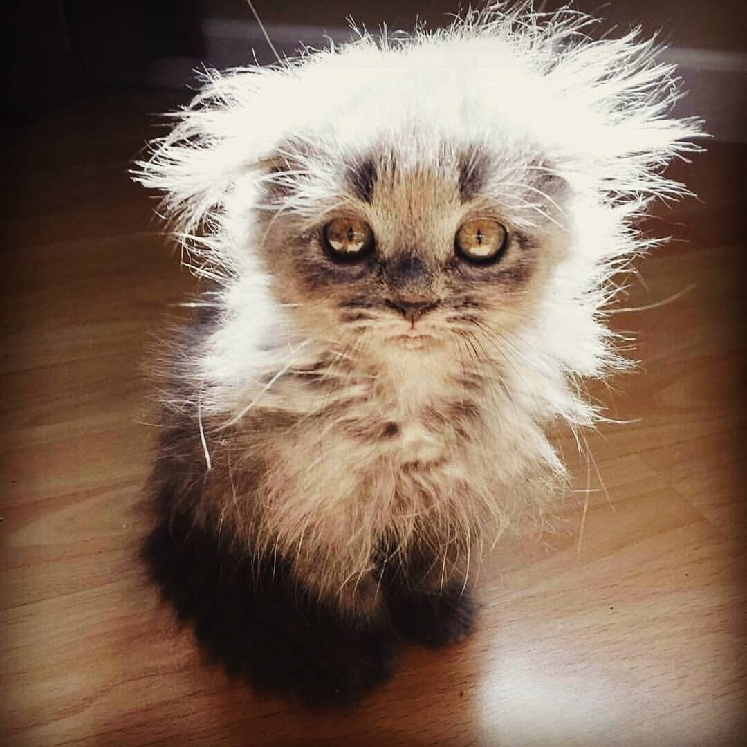 Чучело- мяучело