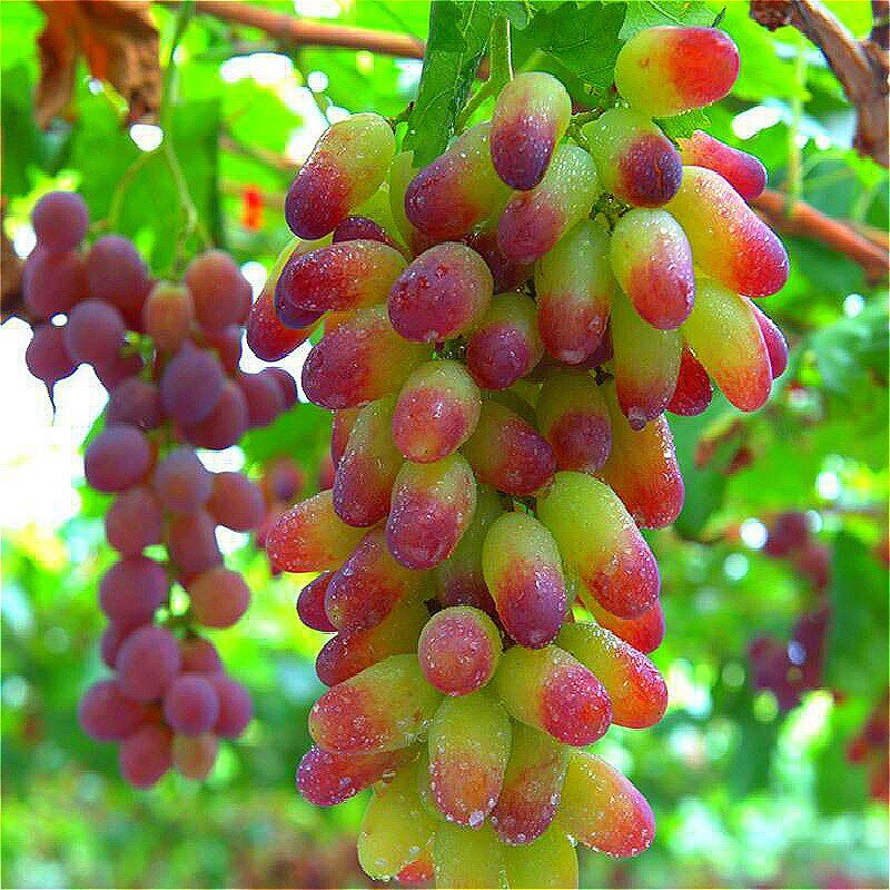 Типа такой, только помельче и поострее форма была.