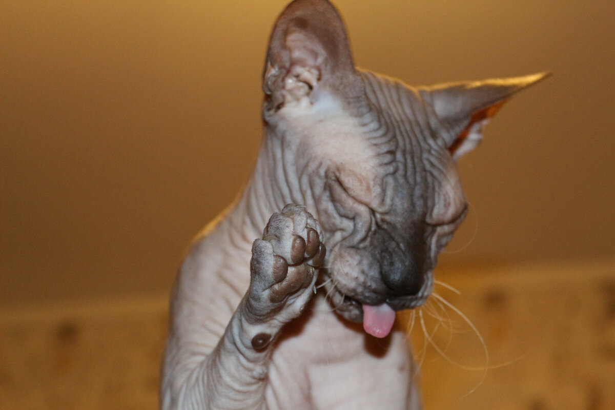 Ну разве не забавный?