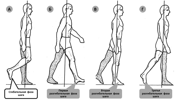 Вертикальное положение рисунка. Шаг при ходьбе биомеханика. Биомеханика правильной ходьбы. Фазы ходьбы. Биомеханика движений человека.
