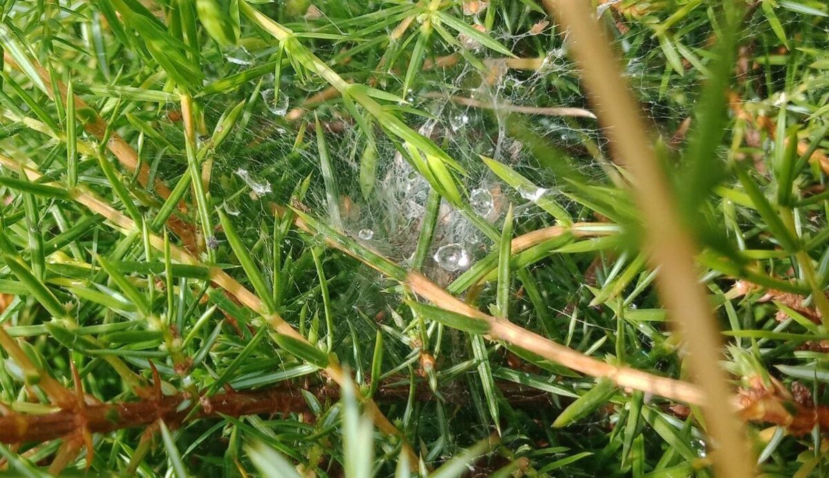 В мире современного медицинского изобилия легко запутаться, как в паутине.
