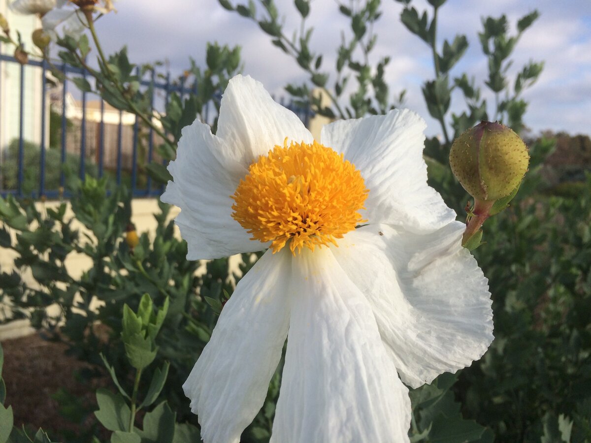 Большой и красивый