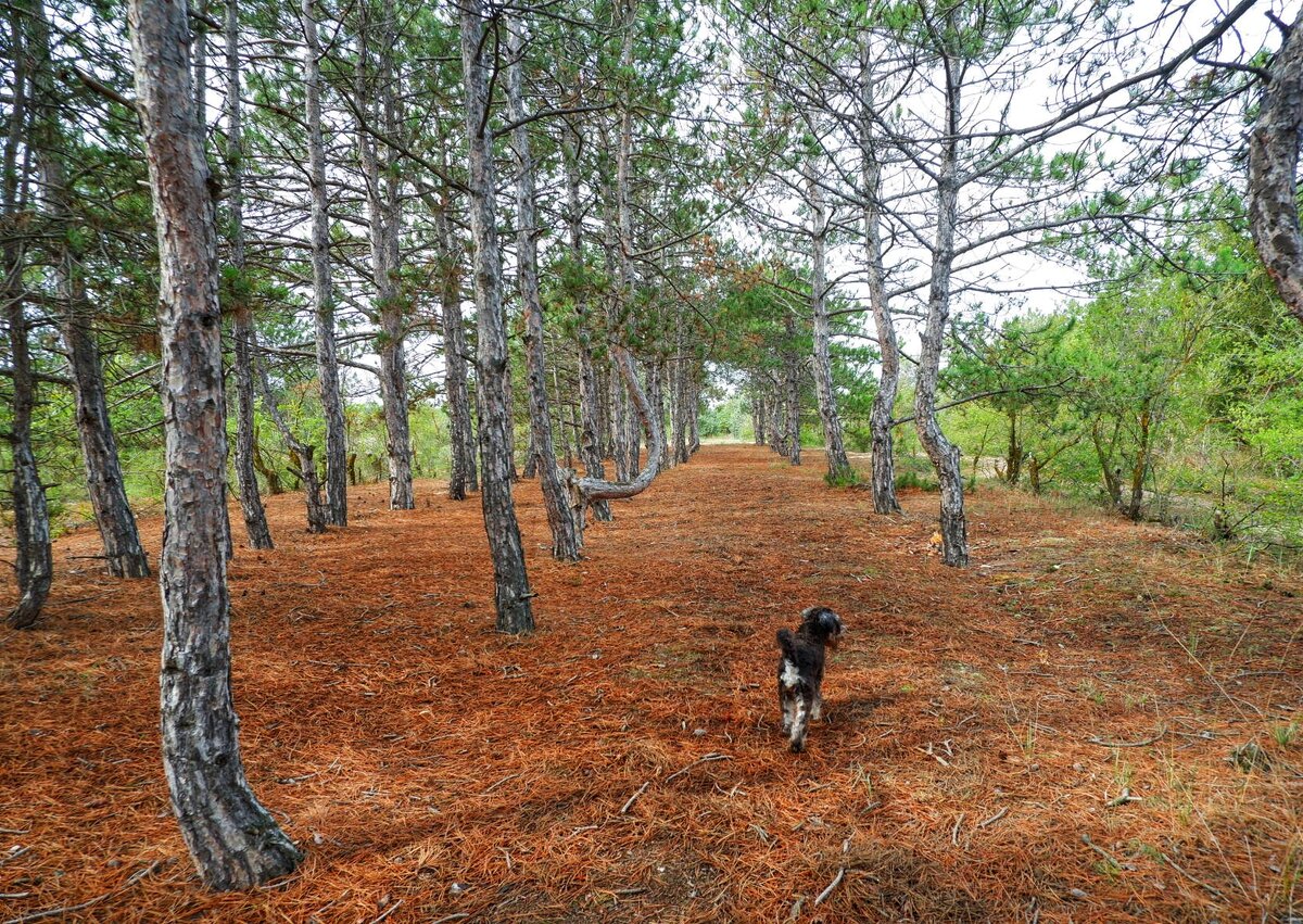 Часами гуляла здесь с дочкой, наслаждаясь неповторимым запахом.