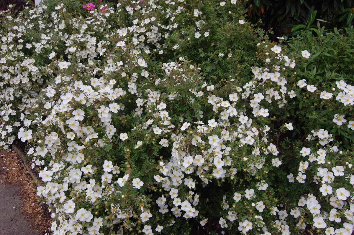 Кустарниковая лапчатка