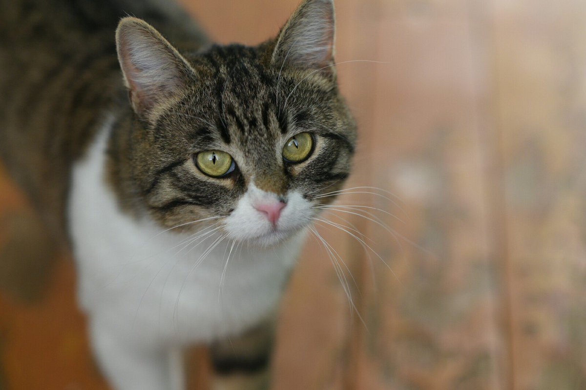 Яндекс-картинки