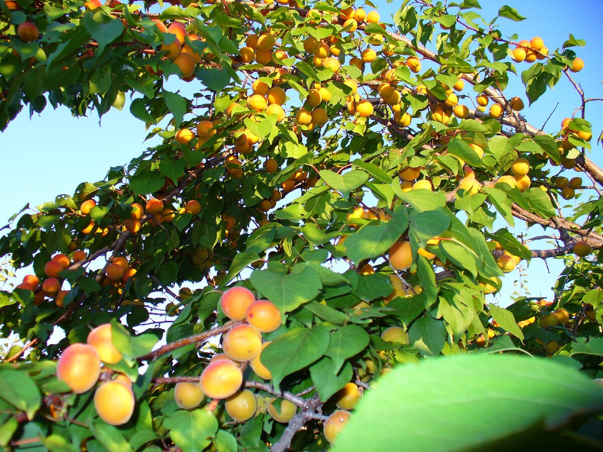 Фото из моего сада, В. Железов