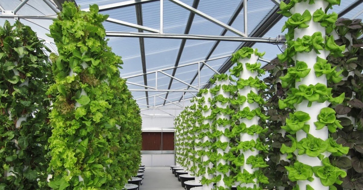 Преимущества гидропоники. Способ выращивания растений без почвы. Гидропоника презентация. Гидропонная тепличная система. Гидропонный метод выращивания.