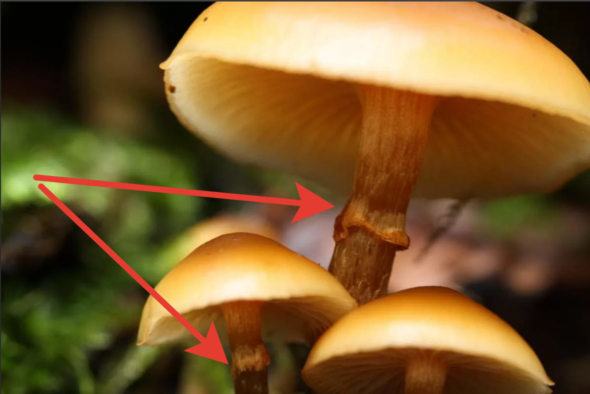 Галерина Болотная (Galerina paludosa)