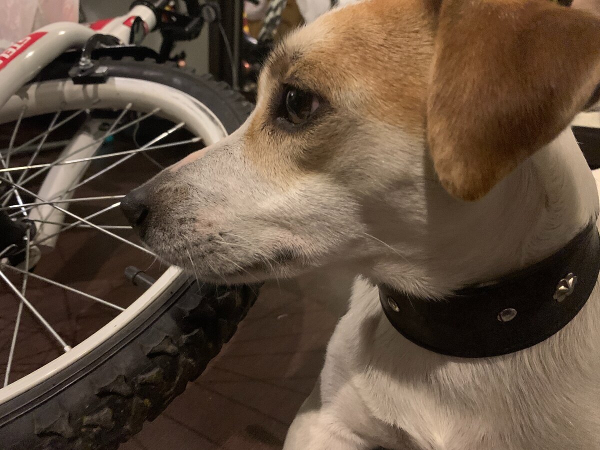 джек рассел терьер 10 месяцев. аусси собака эстетика. бигль щенок. породы собак которые хорошо переносят одиночество. породы хорошо переносящие одиночество.