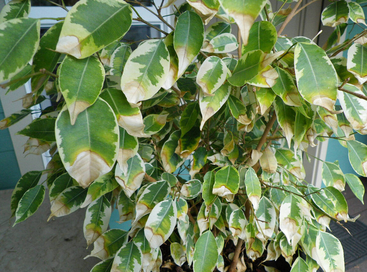 Ficus benjamina Leaf