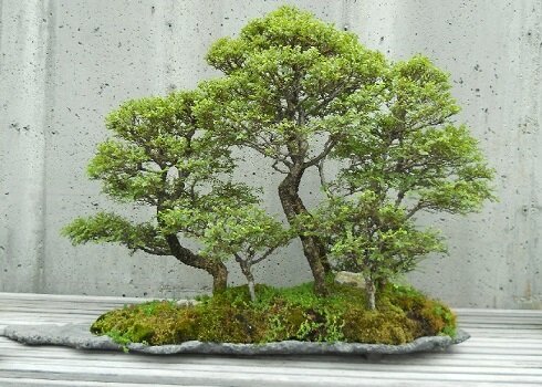 дерево бонсай